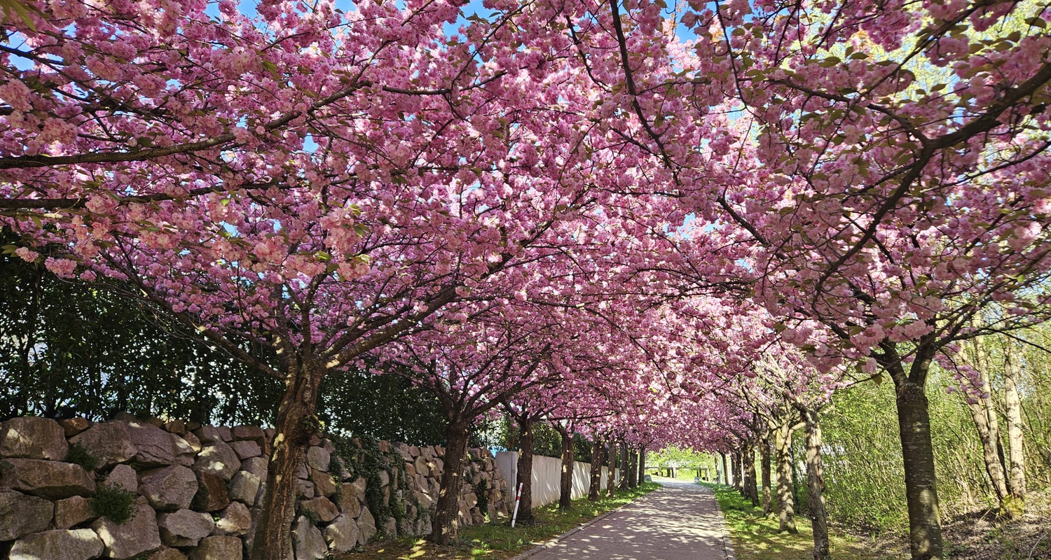 Ein gepflasterter Weg ist von blühenden Kirschbäumen mit üppigen rosa Blüten überdacht, die einen natürlichen Tunnel bilden.