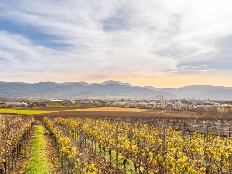 Eine weite Landschaft, der Biengener Weinberg mit Feldern in unterschiedlichen Grüntönen erstreckt sich vor einer Bad Krozingen im Hintergrund, eingerahmt von Hügeln des Schwarzwald unter einem freundlichem Himmel.