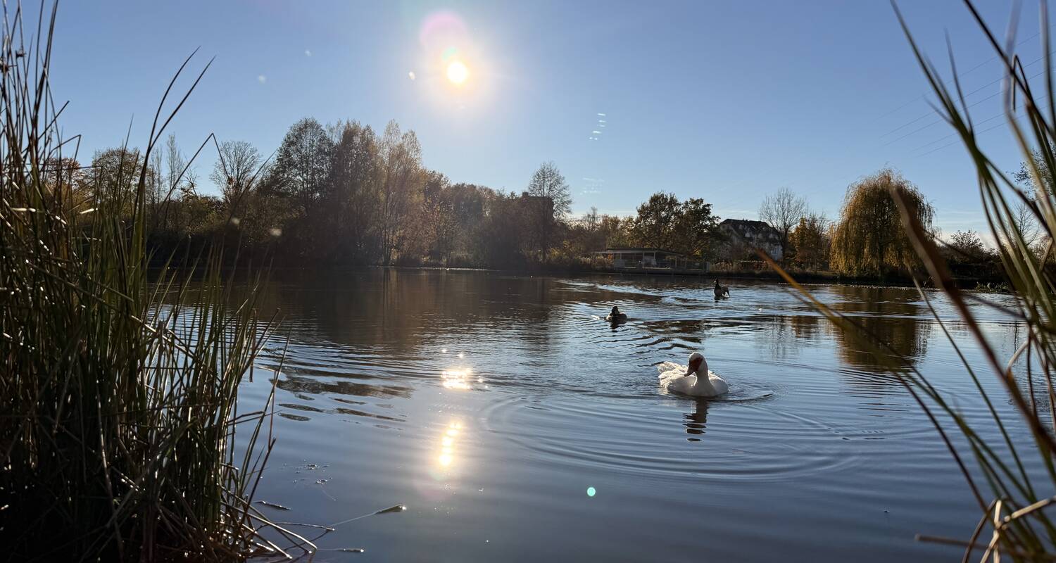 Ein ruhiger See mit mehreren Schwänen, umgeben von Bäumen, unter strahlendem Sonnenschein.