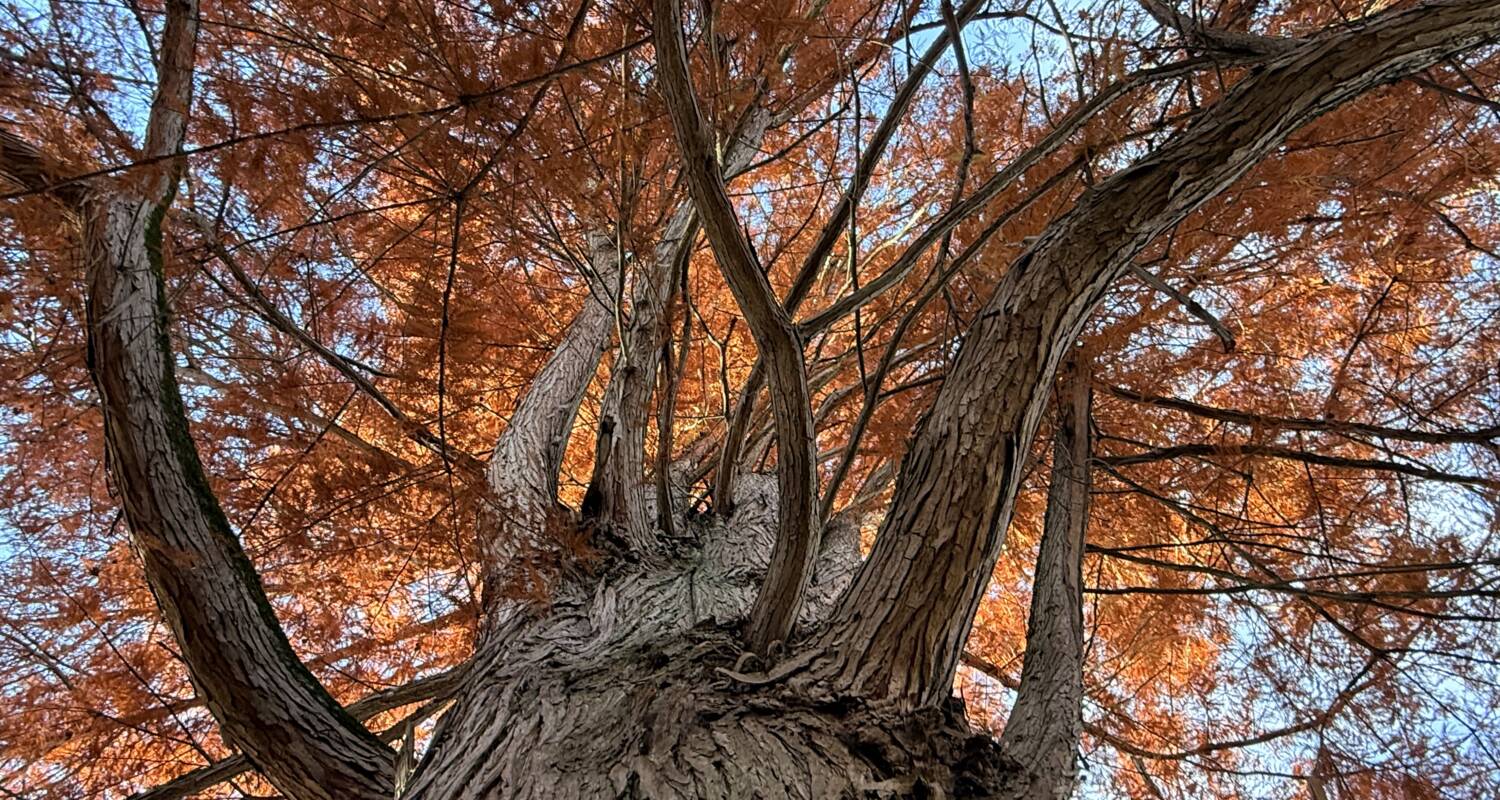 Die Fotografie zeigt aus der Froschperspektive einen großen Baum mit dicken, verzweigten Ästen und herbstlich orangefarbenem Laub vor einem blauen Himmel.
