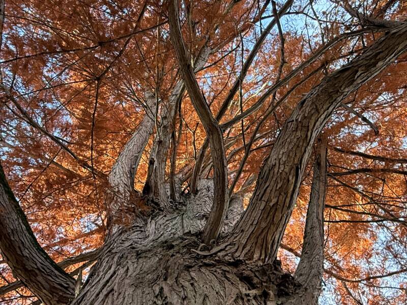 Eine Aufnahme von unten eines großen Baumes mit braun-orangefarbenen Blättern, die sich beeindruckend in den Himmel erstrecken.