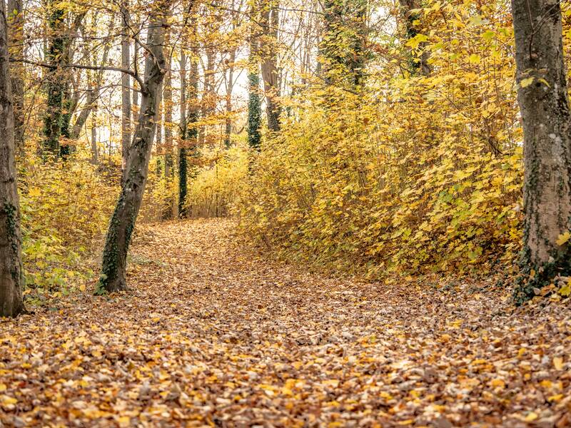 Ein mit Herbstlaub bedeckter Pfad führt durch einen Wald mit Bäumen in leuchtend gelben und goldenen Farbtönen.