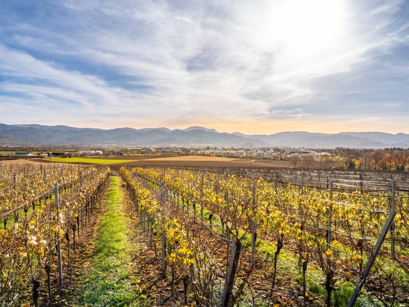 Ein sonniger Herbsttag zeigt einen weitläufigen Weinberg mit gelbem Laub, der sich bis zu einer Stadt am Fuße einer Bergkette erstreckt.