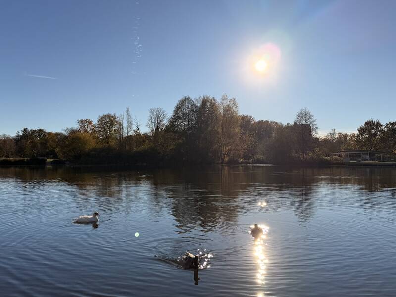 Ein sonniger Tag an einem ruhigen See mit drei schwimmenden Vögeln und herbstlichen Bäumen am Ufer.