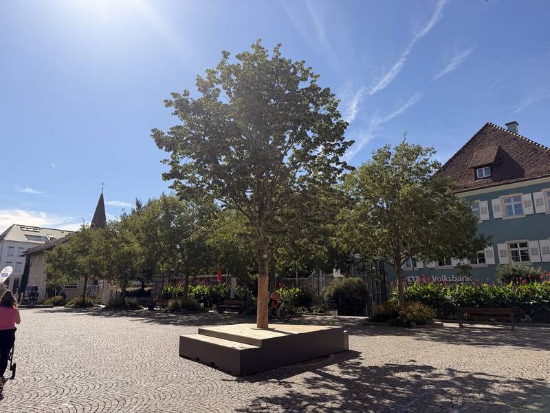 Auf einem sonnigen Platz mit Kopfsteinpflaster steht ein großer Baum in der Mitte, umgeben von mehreren kleineren Bäumen und Gebäuden im Hintergrund.