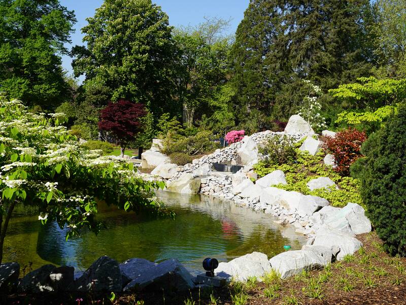 Ein malerischer Garten mit einem Teich, umgeben von üppigem Grün, blühenden Sträuchern und großen Steinen.