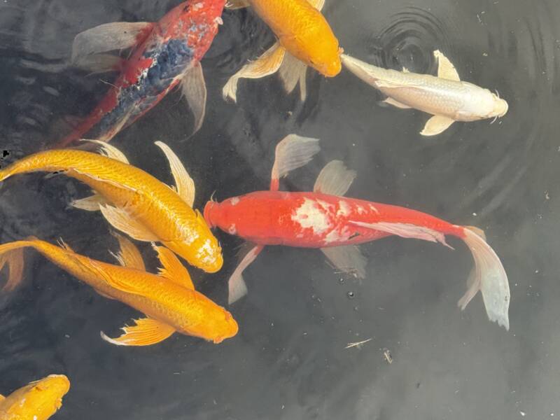 Eine Gruppe von leuchtend roten, gelben und weißen Koi-Fischen schwimmt in einem dunklen Teich, wobei sich einige Blätter auf der Wasseroberfläche befinden.