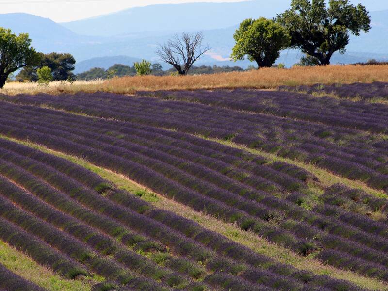 Ein weitläufiges Lavendelfeld erstreckt sich in geordneten Reihen, im Hintergrund stehen vereinzelte Bäume und Hügel.